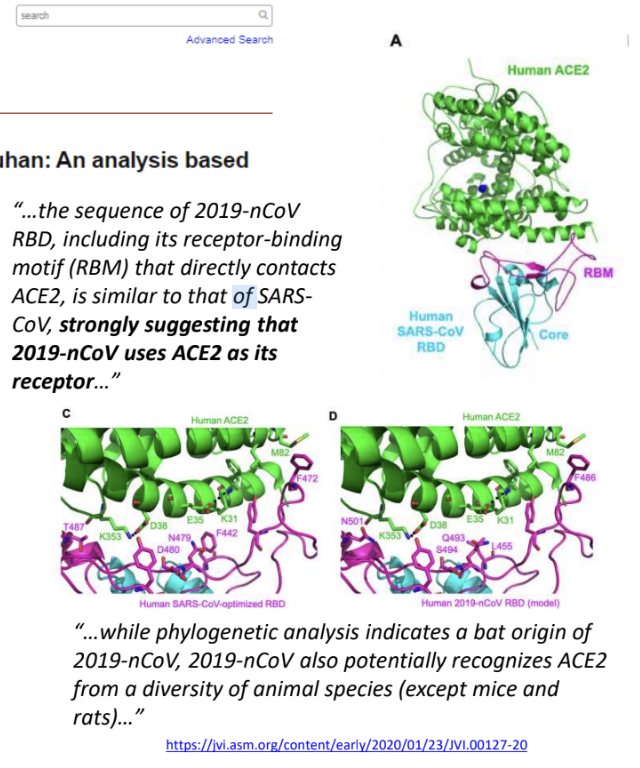 <p><strong>ACE2 from various animal species, </strong>except from <u>mice and rats</u> <em>(whose ACE2 receptors do not effectively bind SARS-CoV-2)</em></p>