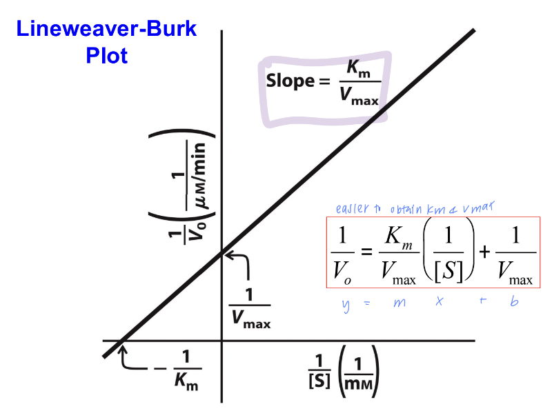 <p>graphical representation of the Michaelis-Menten equation, designed to linearize the relationship between enzyme activity and substrate concentration.</p><ul><li><p><strong>Slope</strong>: Km/Vmax</p></li><li><p><strong>Y-intercept</strong>: 1/Vmax</p></li><li><p><strong>X-intercept</strong>: −1/Km</p></li></ul><p></p>