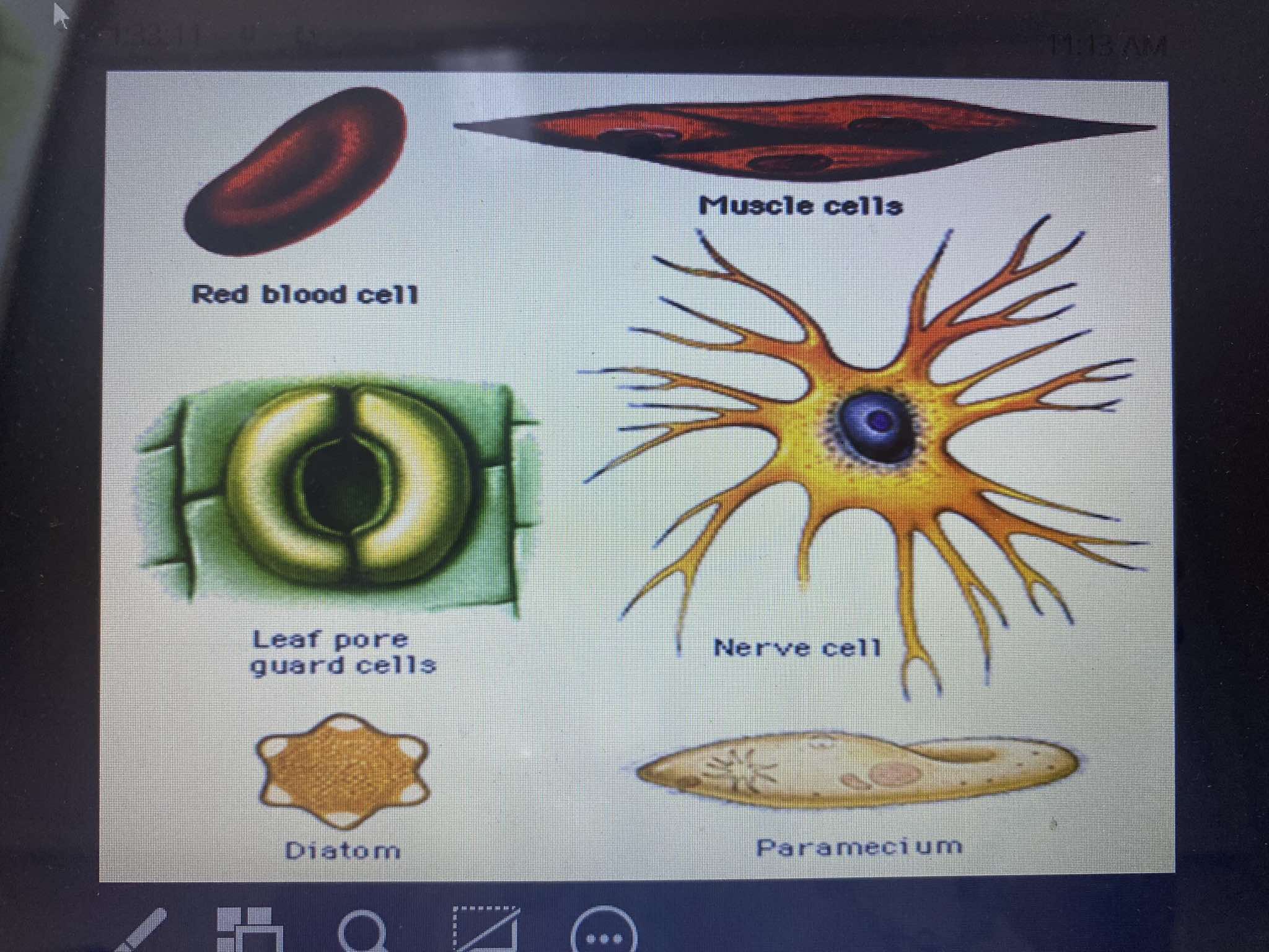 knowt flashcard image