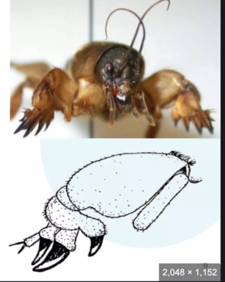 <p>Adapted for digging with broad, spade-like segments (e.g., mole crickets).</p>