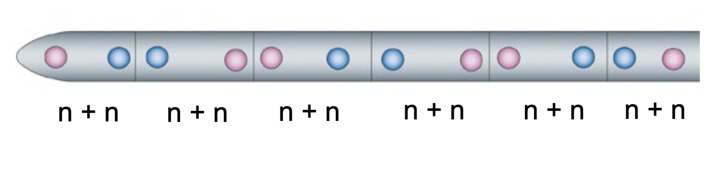 ____ tissue has two separate but compatible nuclei in each cell compartment; unique to Basidiomycota and Ascomycota
n+n