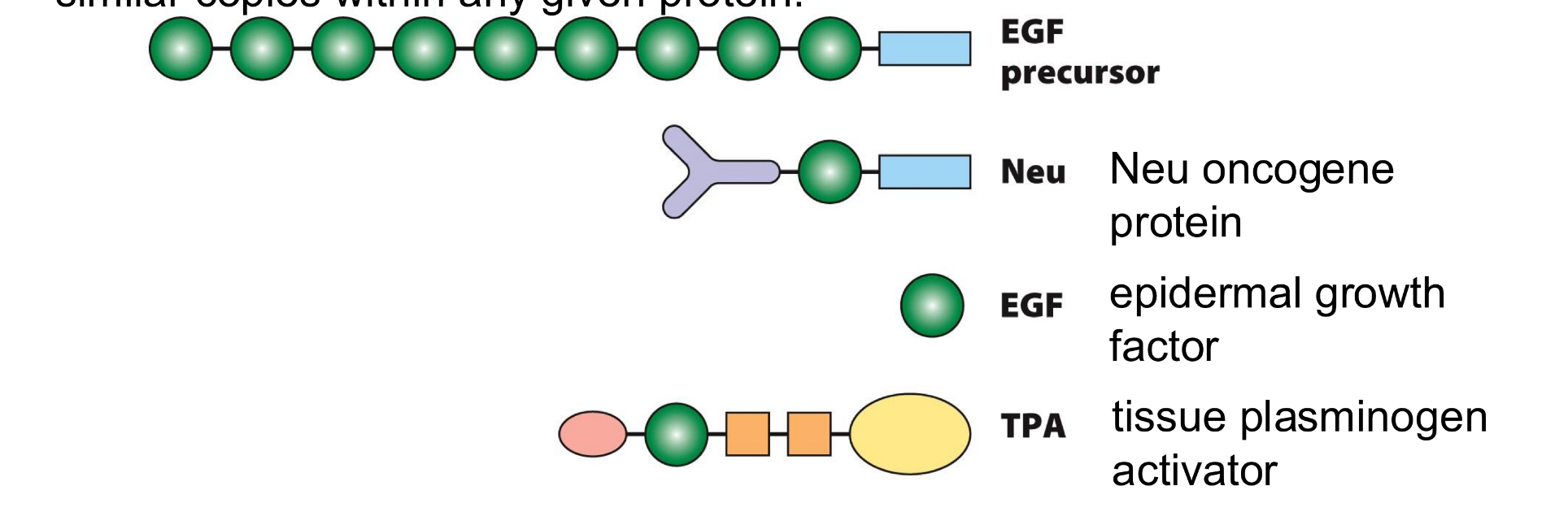 <p>similar domains can be found in diverse proteins, and also as multiple similar copies within any given protein</p><p></p><p>shapes/colours show a variety of distinct domain types, including EGF domain (green) and membrane-spanning domain (blue)</p>