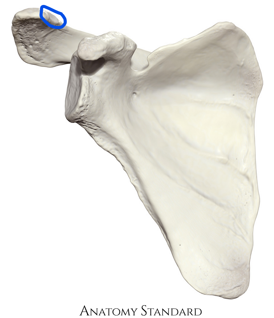 <p>Where the clavicle contacts the acromion process</p>