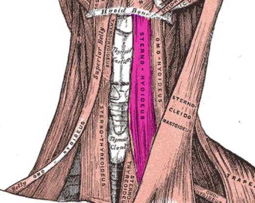 <p>inferior to the hyoid and next to the superior belly</p>