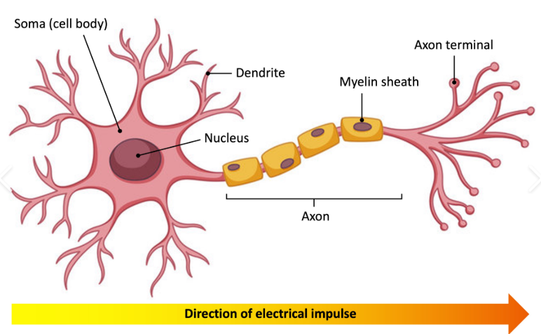 <p>What do axon terminals do?</p>