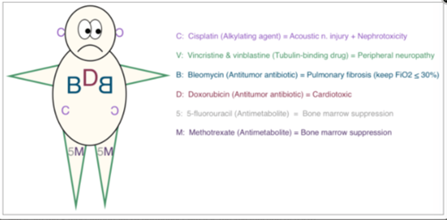 <p>Alkylating: Busulfan, Carmustine, Cyclophosphamide, Cisplatin</p><p>Antitumor ABX: Doxorubicin, Danorubicin, Bleomycin</p><p>Tubulin Binding: Vinicristine (Vinca alkaloids), taxanes</p>