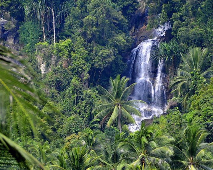 <p>-Warm all year round<br>-Very high amount of precipitation (300-500 mm per month)<br>-Southern Hemisphere<br>-Central America, Africa, South America, Southeast Asia<br>-Great Biodiversity<br>-Poor, thin soils</p>