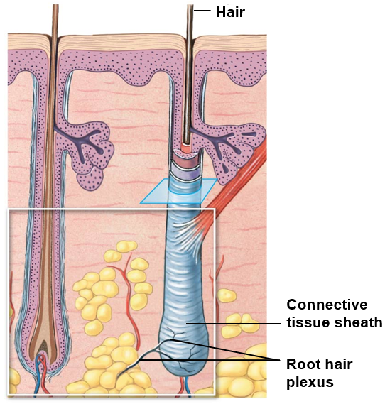 <ul><li><p>dead, keratinized epithelial tissue</p></li><li><p>are active organs of skin</p><ul><li><p>located in fermis</p></li><li><p>extends from epidermal surface to dermis (even to hypodermis)</p></li><li><p>epithelial cells wrap a dense connective tissue sheath</p></li><li><p>sensory nerve endings surround follicle base</p></li></ul></li></ul><p>Some regions are hairless</p><ul><li><p>palm, sole, sides of fingers &amp; toes, lips, portions of external genatalia</p></li></ul><p></p>