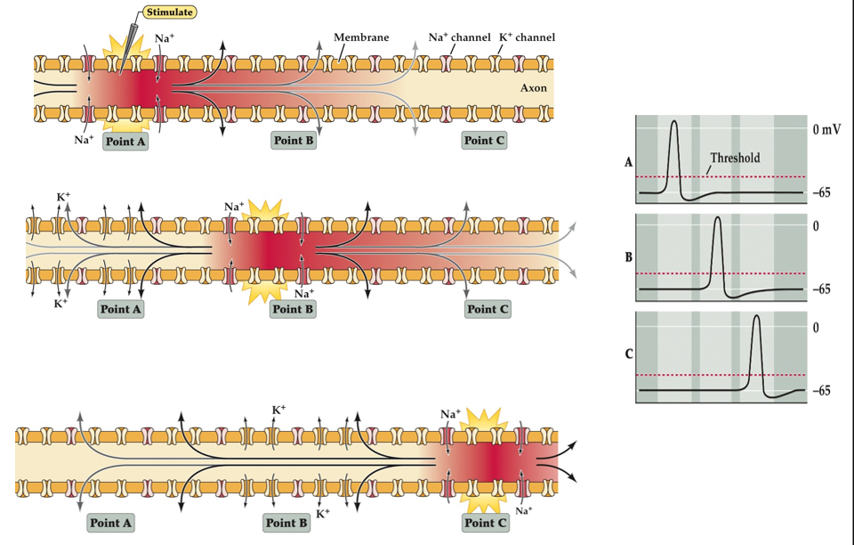 <p>Stimulation at A exceeds threshold for an AP so local current spreads further along the axon opening VGNC and generates an AP at B. VGNC inactivation leads to VGKC opening to prevent back propagation. Local current speed repeats and process at point C allowing AP to flow in one direction</p>