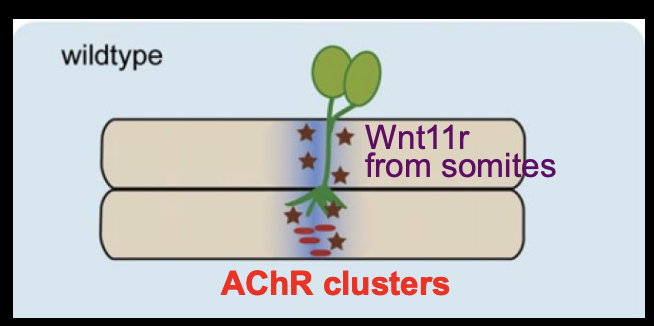 <p><strong>Zebra fish</strong></p><ol><li><p>Wnt11r acts as a ligand and activates MuSK on muscles </p><ul><li><p>wnt11r from dorso-lateral somites</p></li></ul></li><li><p>Induces AChR clusters in <strong>central</strong> muscle region</p></li><li><p>Also guids motor axons along this central muscle region</p><ul><li><p>by forming a corridor that is attractive to the growth cones</p></li></ul></li></ol><p><em>overall: Wnt11r works as a third party mattch maker for the patterns to match the growth cone approach.→ like how a timetable brings the lectuere and student together without the communication between the two</em></p>