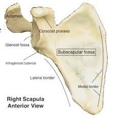<p>Large depression on the front (anterior) surface of scapula; muscle attachment site for subscapularis.</p><p></p>
