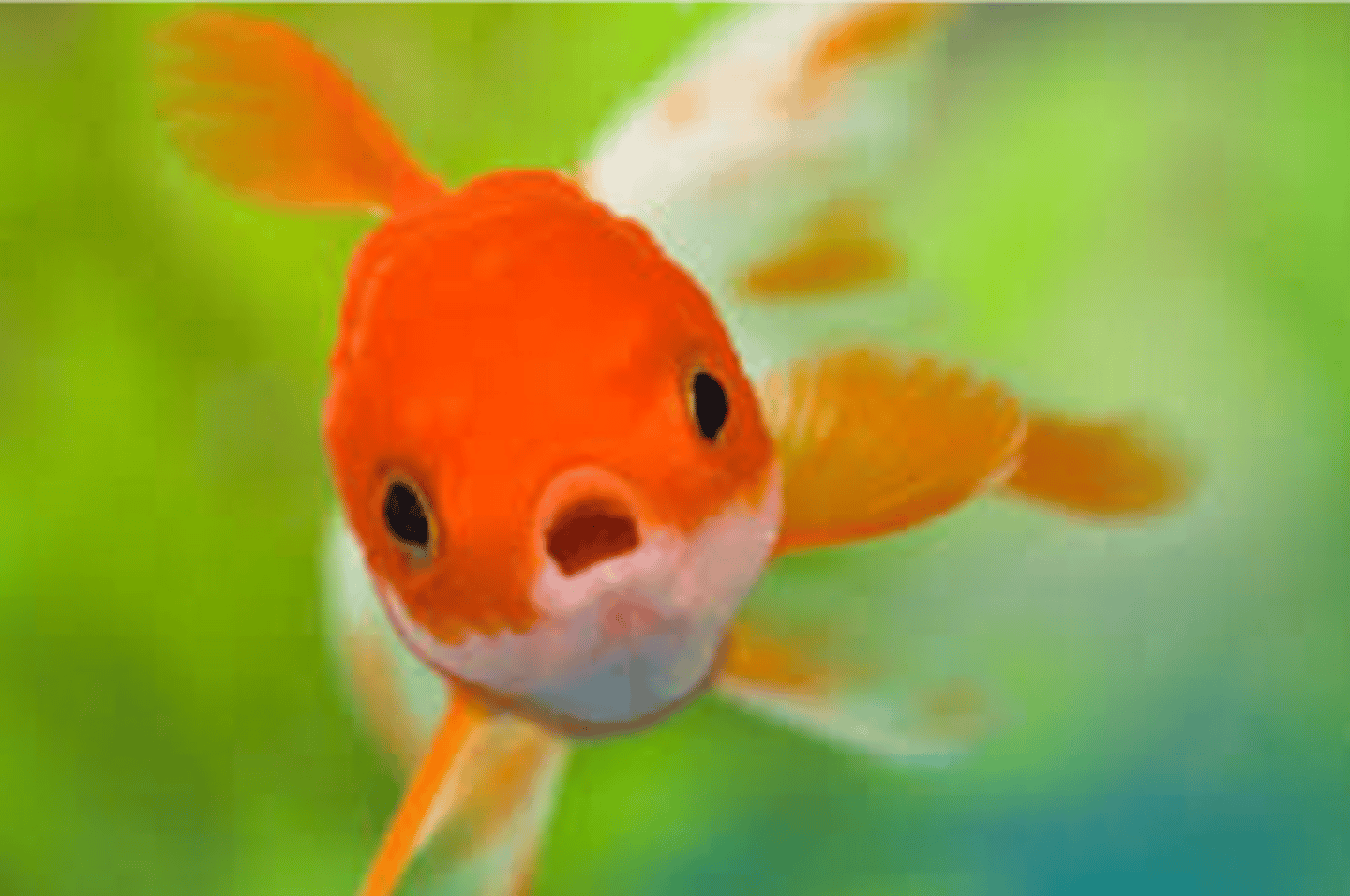 <p>I am freshwater fish and am one of the first fish to be kept in an aquarium. I am multicellular and my cells contain a nucleus and membrane-bound organelles.</p>