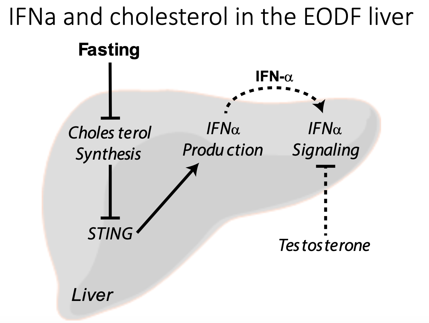 <p>Most studies are conducted on male mice, but there are differences  between sexes:</p><ul><li><p>Body weight</p></li><li><p>Fat vs lean mass</p></li></ul><p>However, both sexes are similarly affected by EODF (found on DEXA analysis) in terms of:</p><ul><li><p>oral glucose tolerance test (decrease in AUC → increased sensitivity)</p></li><li><p>FAs and ketone bodies were both decreased</p></li></ul><p>One main difference that was found was:</p><ul><li><p>IFNα (an antiviral cytokine) signalling pathways are increased by EODF in females</p><ul><li><p>may be due to changing cholesterol flux (independent of viral infection) - still a hypothesis</p></li></ul></li></ul><p></p>