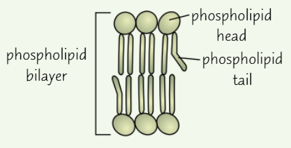 <ul><li><p><strong>Phospholipid molecules </strong>have ‘head’ and ‘tail’</p></li><li><p><strong>Head </strong>is <strong>hydrophilic</strong> - <strong>attracts water</strong></p><p><strong>Tail </strong>is <strong>hydrophobic </strong>- <strong>repels water</strong></p></li><li><p>Molecules automatically <strong>arrange</strong> themselves into <strong>bilayer</strong></p><ul><li><p><strong>Heads face out </strong>towards water on either side of membrane</p></li></ul></li><li><p><strong>Centre </strong>of bilayer <strong>hydrophobic</strong> → membrane <strong>doesn’t </strong>allow <strong>water-soluble substances</strong> (like ions) through it - acts as <strong>barrier </strong>to these substances </p></li></ul><p></p>