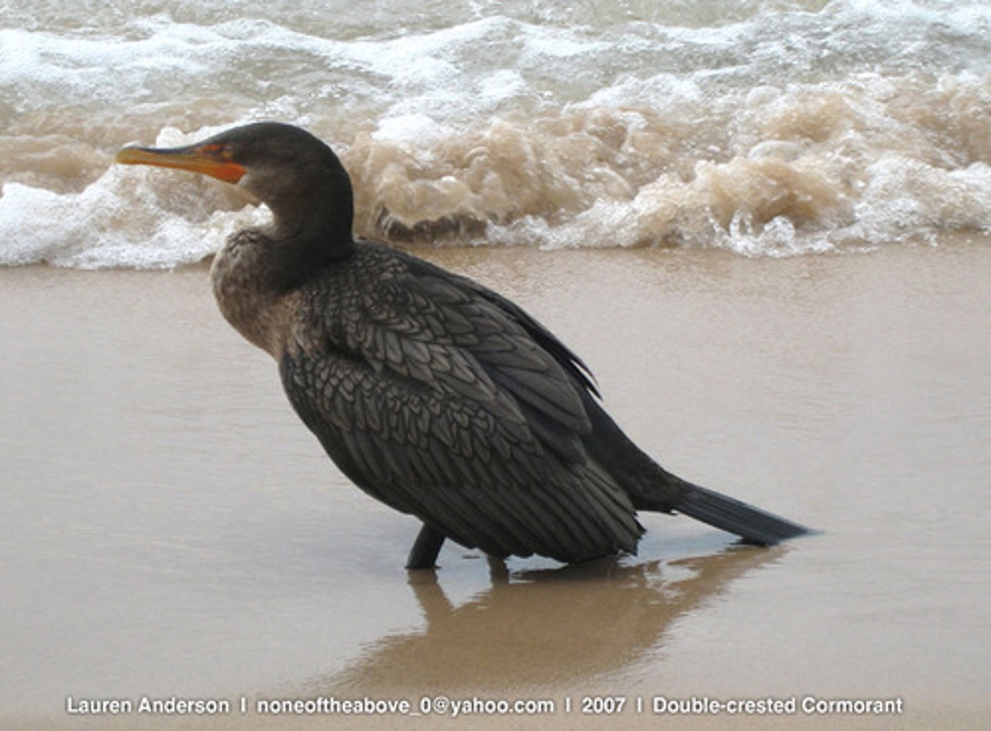 <p>Suliformes</p><p>Phalacrocoracidae</p>