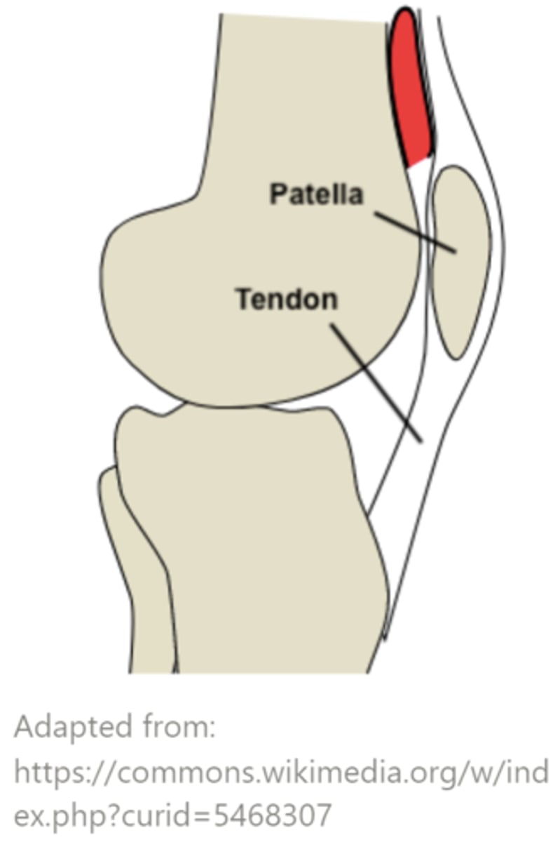 <p>tendons; patella</p>