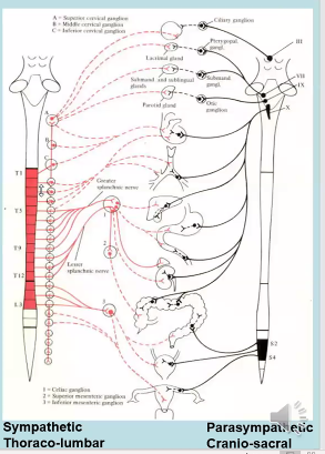 <p>spinal cord, broadly</p><p>sympathetic NS originates from thoraco-lumbar region (cell bodies in the lateral horn of T1-L2/3) (red in picture)</p><p>parasympathetic NS originates from cranio-sacral region (CN III, CN VII, CN IX, CN X, S2-4) (black in picture)</p>