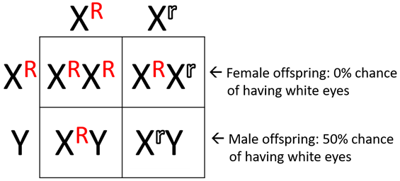 * XhY = male w/hemophilia 
* XHXh = unaffected carrier female 
* XhXh = Female with hemophilia 