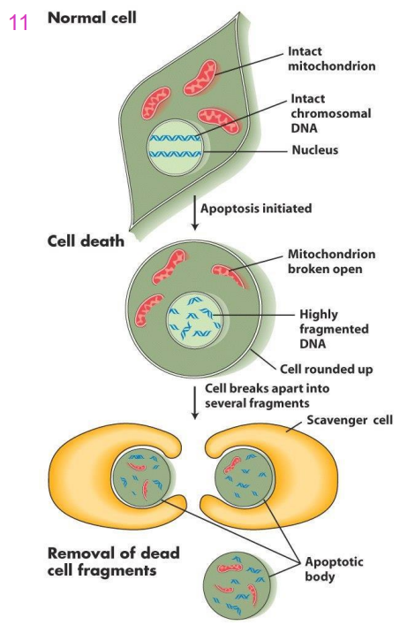 <p>- first the DNA of the chromosomes is fragmented, organelle structure is disrupted and cell loses its shape</p><p>- The cell breaks up into small fragments called apoptotic bodies</p><p>- Phagocytosed (eaten up) by scavenger cells</p>