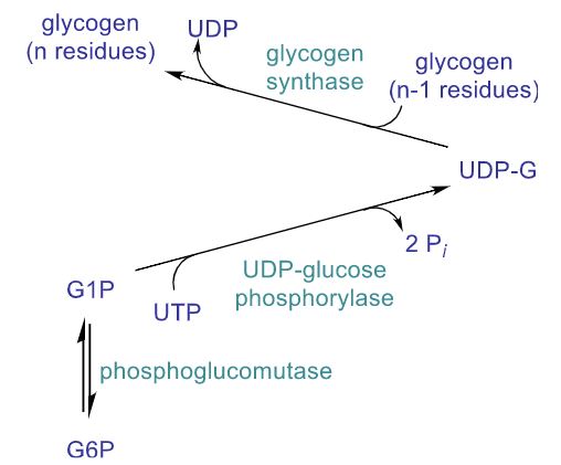 <ul><li><p>phosphoglucomutase</p></li><li><p>UDP-glucose phorphorylase</p></li><li><p>glycogen synthase</p></li><li><p>branching enzyme</p></li></ul>