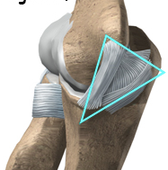 <p>The ligament shown below is the ___ ligament</p>