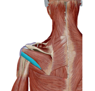<p>Musculus Teres minor </p>