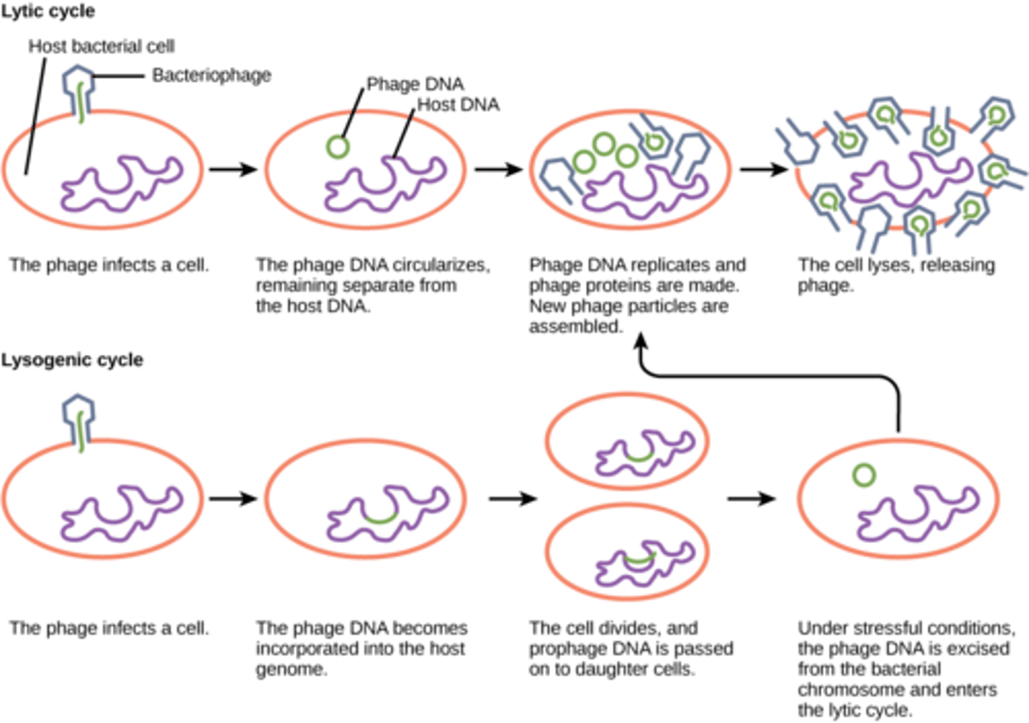 <p>external stimulus</p>
