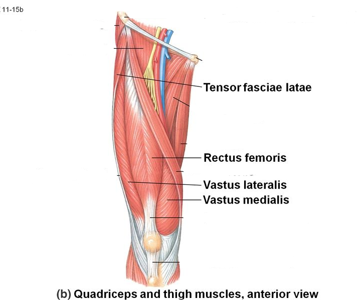 <p>+vastus intermedius</p><p>• Vahetult pärast kanna lööki ekstsentriline kontraktsioon (stabiliseeriv roll) </p><p>• Kuni keskseisuni kontsentriline kontraktsioon, et saavutada põlvesirutus keskseisuks </p><p>• Toefaasi lõpus ekstsentriline aktivatsioon (rectus femoris, teised “uinunud,” et kontrollida hamstringite poolt põhjustatavat põlvefleksiooni </p><p>• Kontsentriline kontraktsioon hoofaasi lõpus (TSW), et sirutada jalga ette valmistumaks kannalöögiks</p>