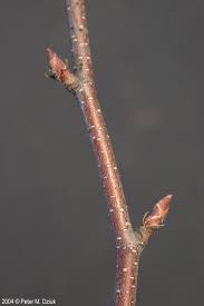 <ul><li><p>grows everywhere, shade intolerant</p></li><li><p>alt branch</p></li><li><p>bark: peely white, orange hues inside, horz lenticels</p></li><li><p>twigs: covered in white dotted lenticels</p></li><li><p>buds: green and sticky</p></li><li><p>leaves: ovate, double toothed</p></li><li><p>repro: stubby catkin</p></li></ul>