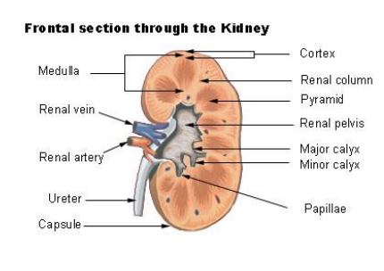 Kidney Diagram 