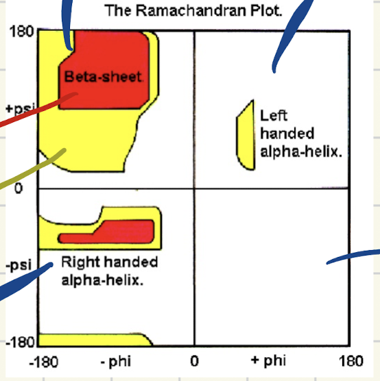 <p>Shows steric constraints from atomic size and bond angles for peptides.&nbsp;</p><ul><li><p>illustartes which conformations are the most common</p></li></ul><p></p>