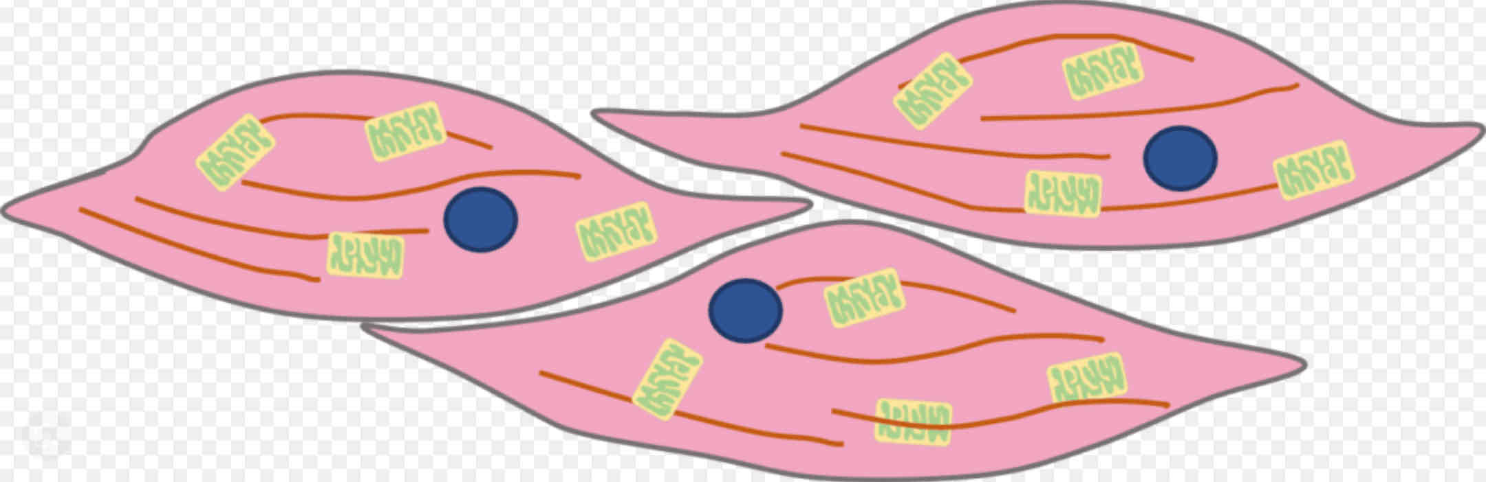 <p>★ Muscle fibres that can change length ★ Lots of mitochondria for energy</p>