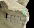 <p>paired short canals, transmits terminations of greater palatine artery and nasopalatine nerve</p>