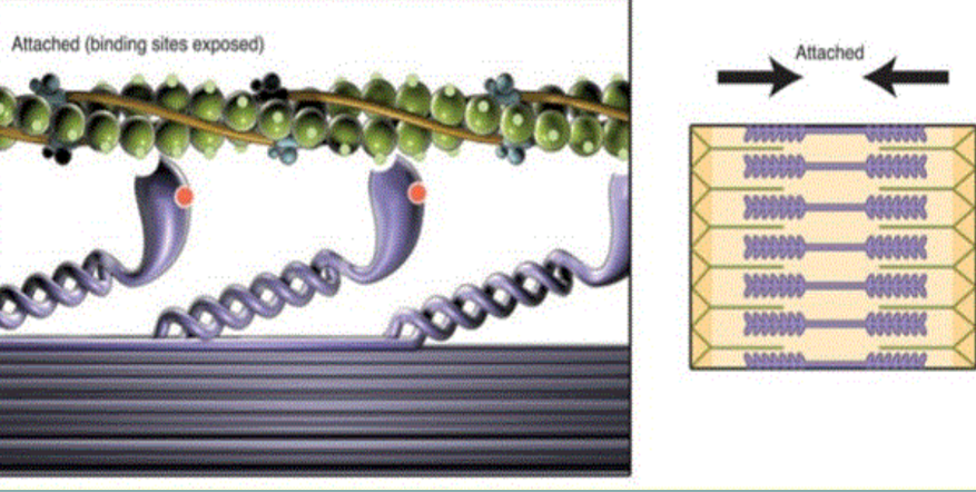 <p>temporary attachment of myosin heads to actin</p>