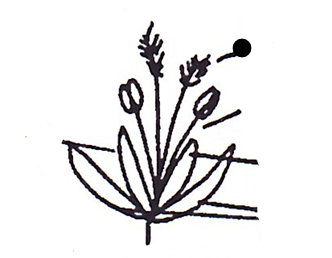 <p>Part of grass?</p>