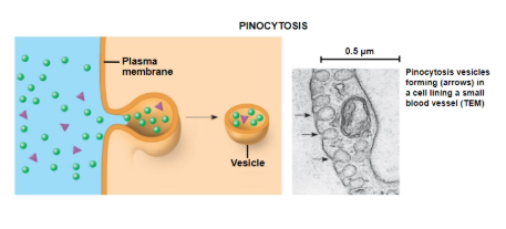 <p>molecules are taken up when extracellular fluid is “gulped” into tiny vesicles, think “cellular drinking” - fluids</p><p></p>
