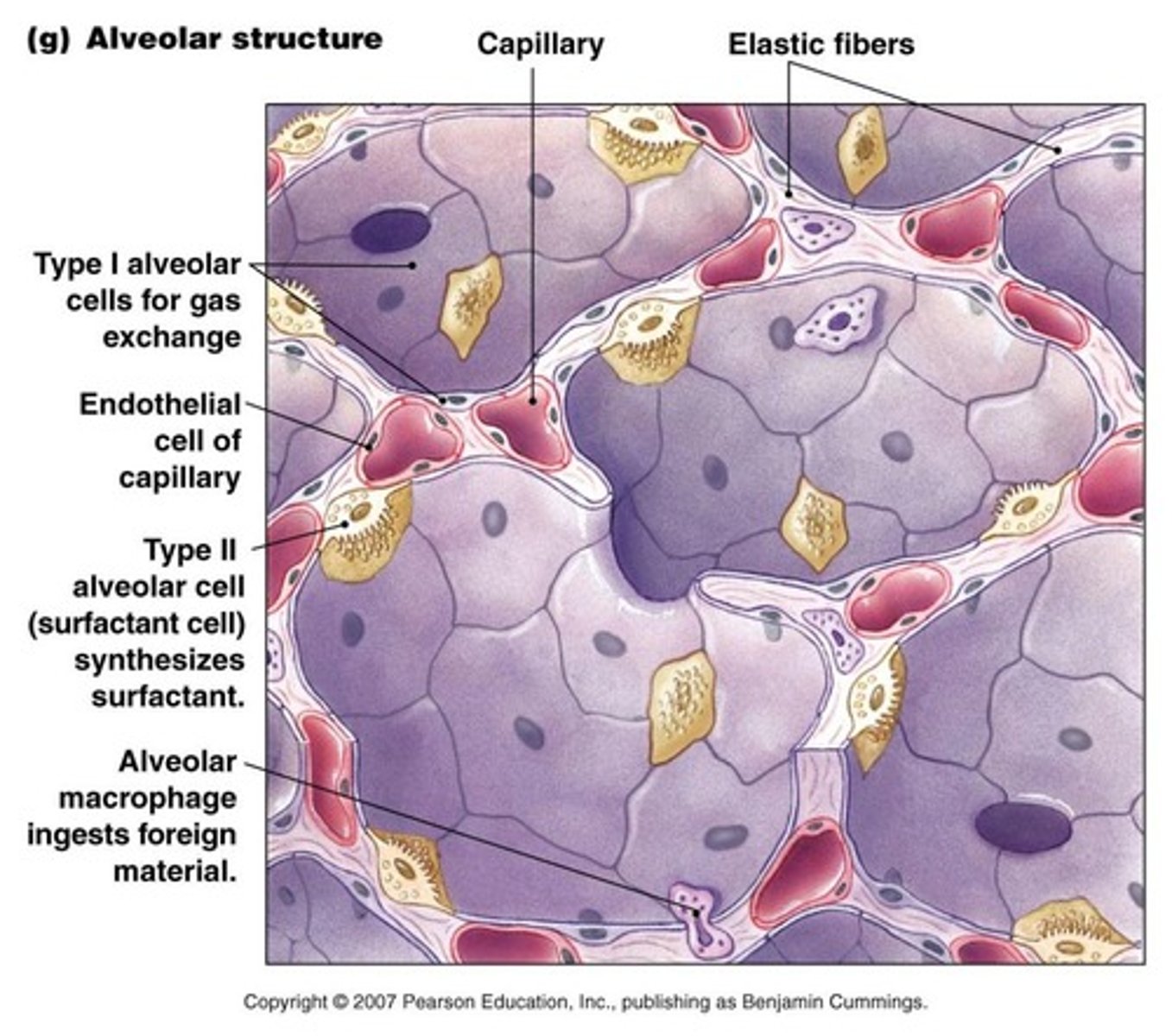 <p>To facilitate gas exchange between the air and the blood.</p>