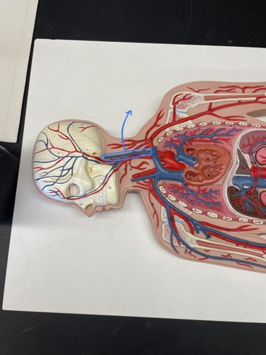 <p>Vein located at the side of the neck to collect blood from the brain and parts of the face and neck.</p>