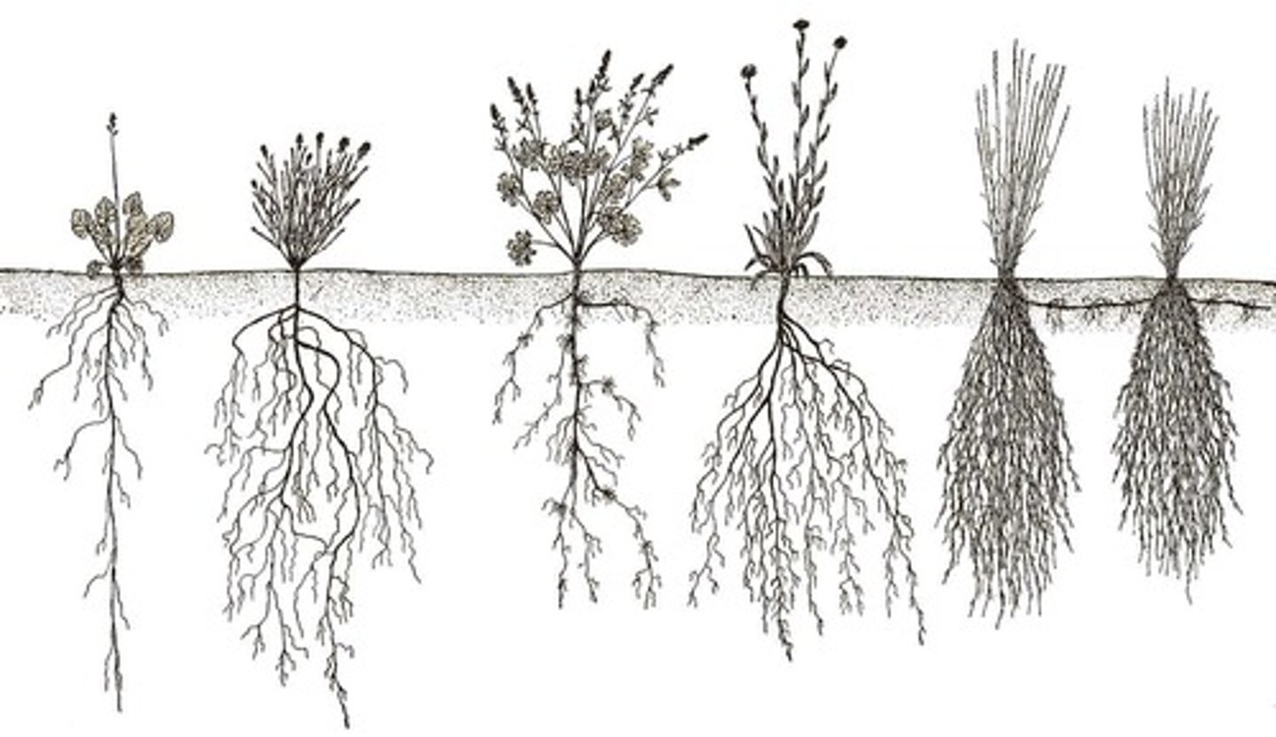 <p>It has a main root that grows down vertically with many smaller lateral roots arising from it.</p>