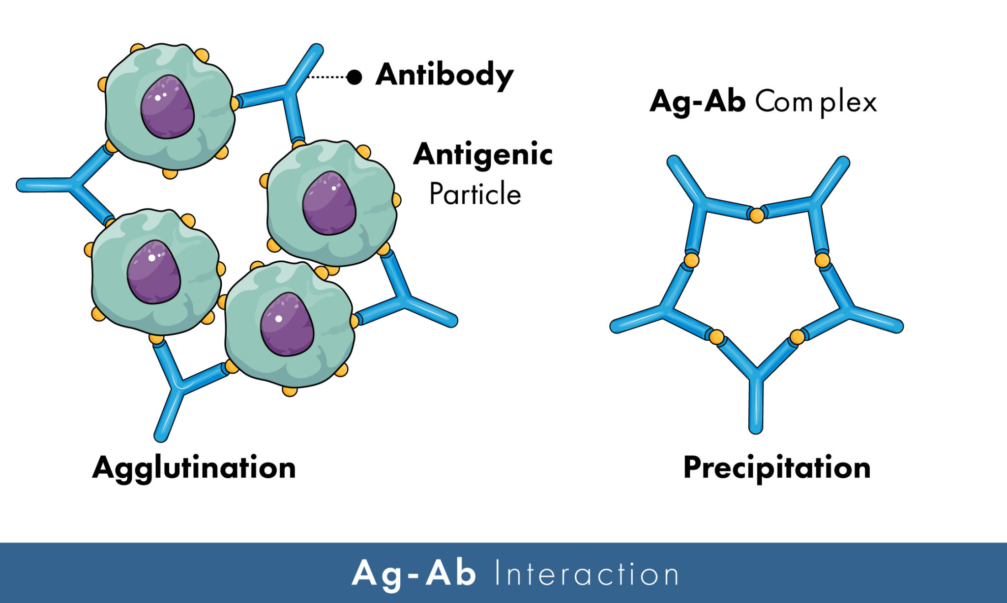 <p><span style="color: red;">C. Mỗi kháng thể và kháng nguyên đều có thể gắn với nhiều phân tử đối diện</span></p><p>1 kháng nguyên có thể gắn với hơn 1 kháng thể</p><p>1 kháng thể có thể gắn với hơn 1 kháng nguyên</p>
