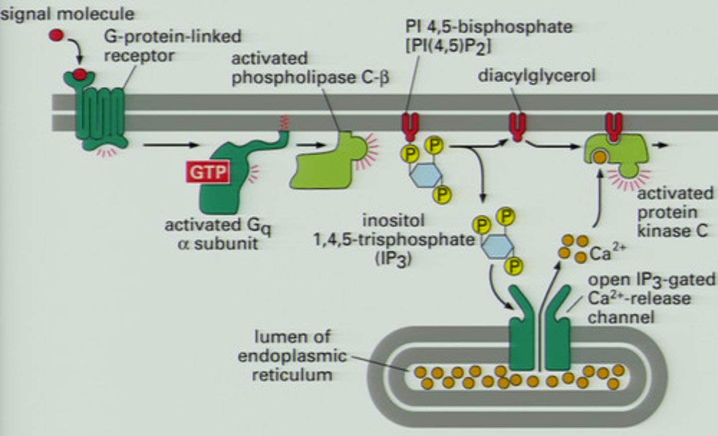 <p>G-protein linked receptor signals phospholipase C</p><p>splits PI into IP3 and DAG:</p><p>1. IP3 increases intracellular Ca2+</p><p>2. DAG activates kinases (PKC) to activate enzymes</p>
