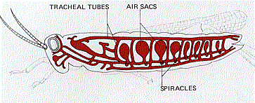 <p>the openings to trachea — opened and closed when needed </p>