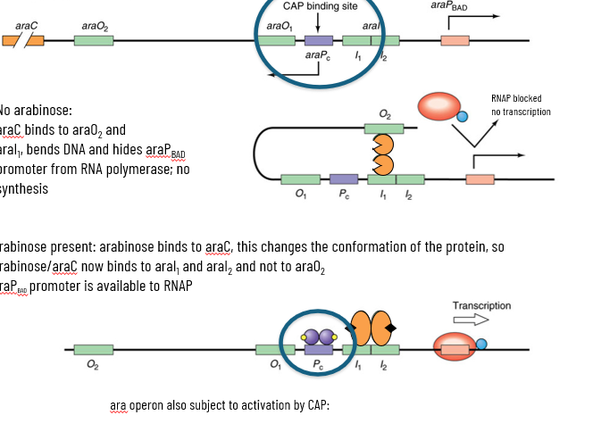 <p>no arabinose: araC binds to araO2 and araI1 bends DNA and hides araPbad promoter from RNAP; no synthesis</p><p>arabinose present: arabinose binds to araC, this changes the conformation of the protein, so arabinose/araC now binds to araI1 and arai2 and NOT araO2</p><ul><li><p>araPbad promoter is available to RNAP</p></li></ul><p></p>