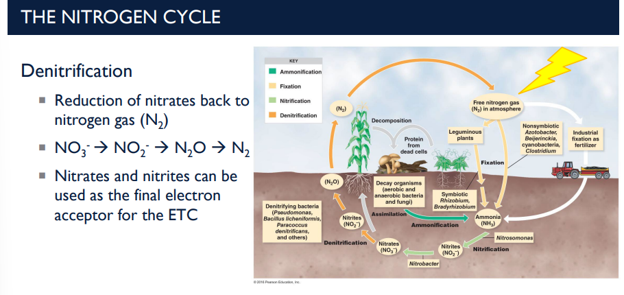 <p>In oxygen-poor conditions, some bacteria use nitrates or nitrites as the final electron acceptor instead of ____.</p>