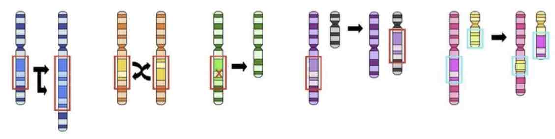 <p>Translocation </p>