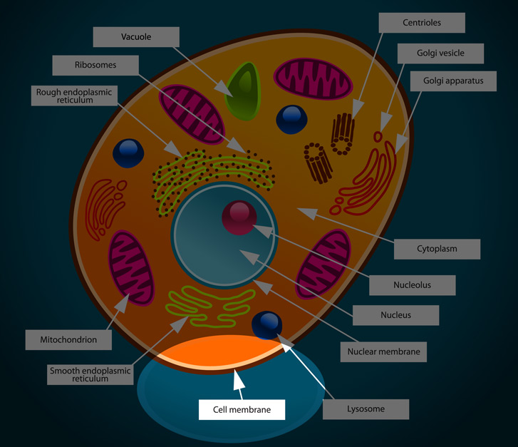 <p>Semipermeable (controls what goes in and out)</p><p>Outermost part of an animal cell (the second outermost of the plant cell)</p><p>A little line surrounding the entire cell </p>