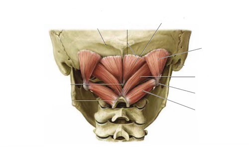 <p>Vyjmenuj všechny svaly na tomto obrázku. A jejich Fce </p>