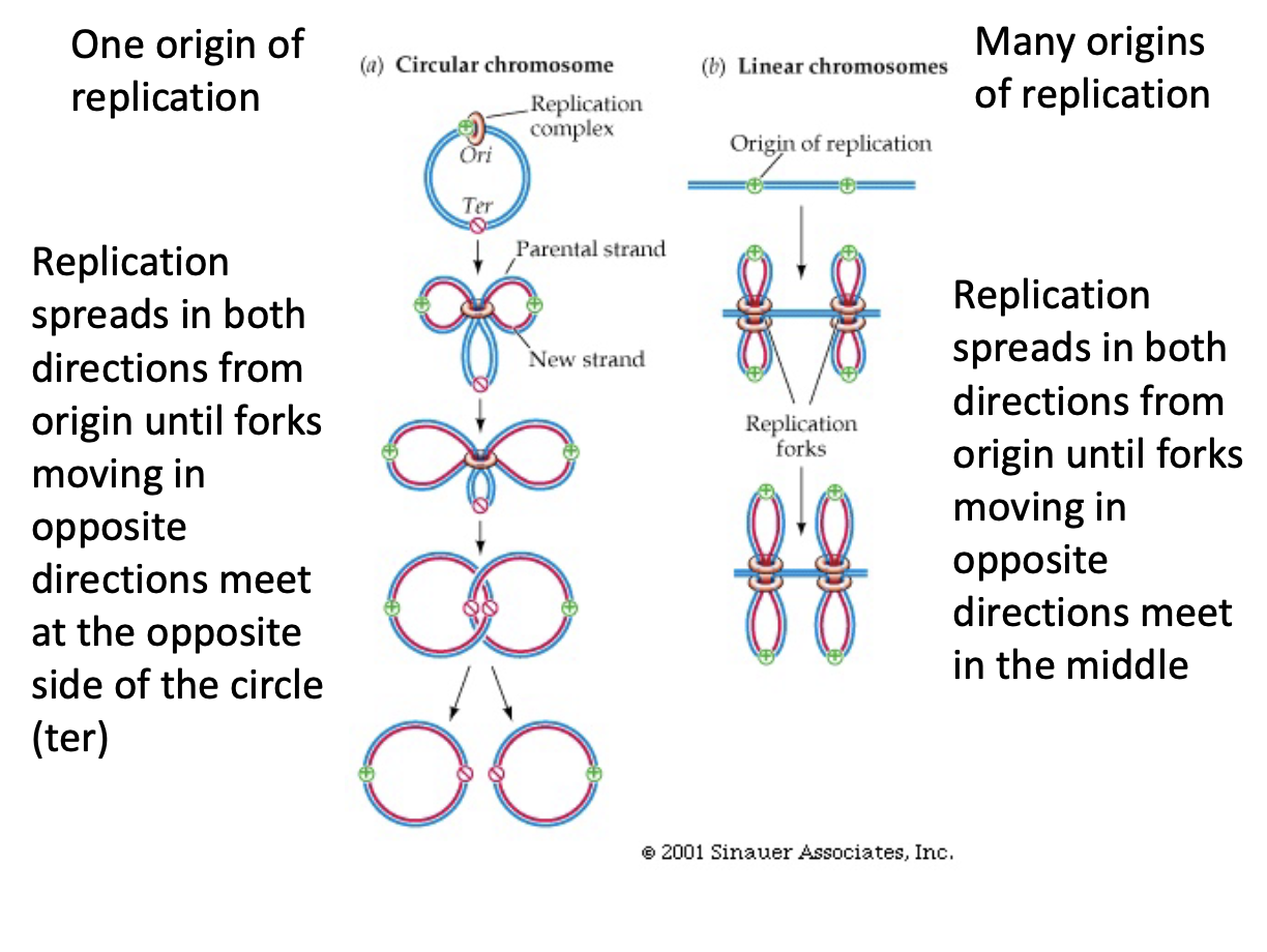 <ul><li><p>since helicase and primase do not randomly initiate replication, but at specific spots</p></li><li><p>spots are called origins of replication</p></li><li><p>bacteria have one, eukaryotes have many</p></li></ul>