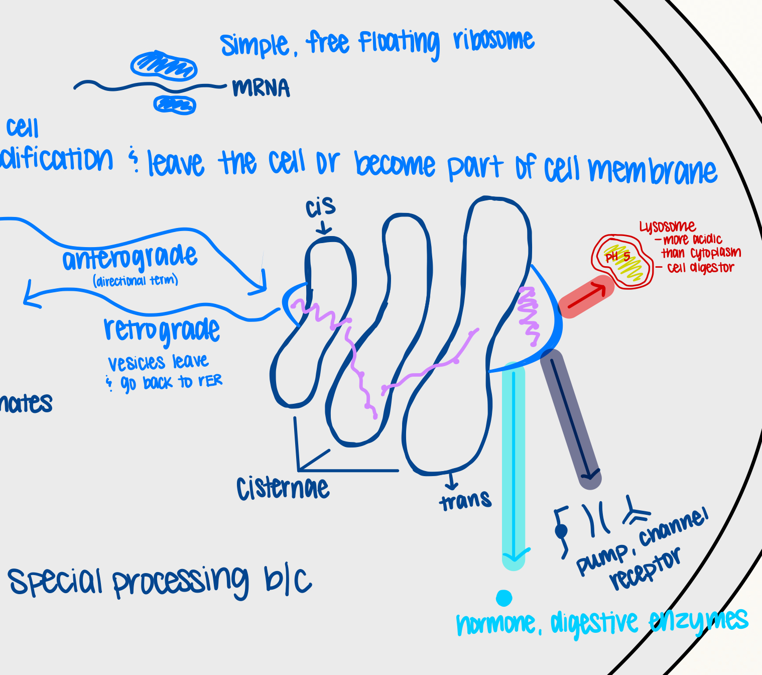 <p>Golgi Apparatus</p>