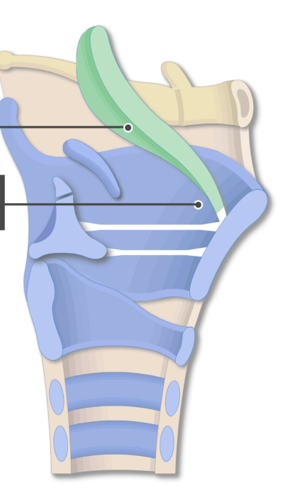 <p>Name the bottom structure</p>